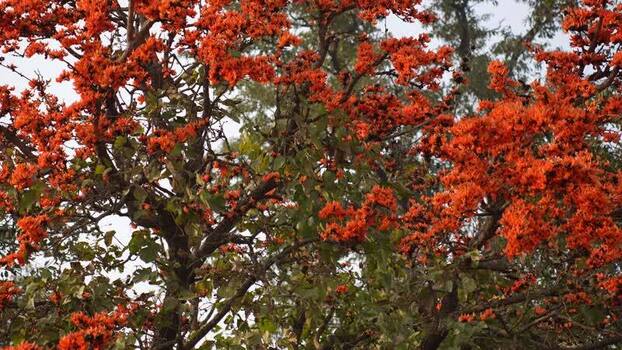 View of vibrant orange flowers on a Flame of the Forest tree Nepal.