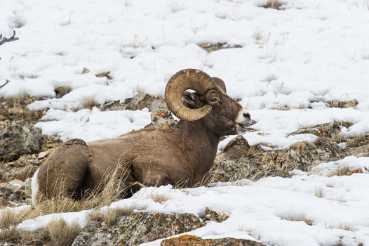 View of a bighorn sheep resting on a snowy rocky hillside in Yellowstone National Park United States.