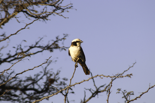 View of a Southern White crowned Shrike perched on a thorny branch at Tumbeta Private Game Reserve Thabazimbi Limpopo South Africa. View of a Southern White crowned Shrike perched on a thorny branch at Tumbeta Private Game Reserve Thabazimbi Limpopo South Africa.