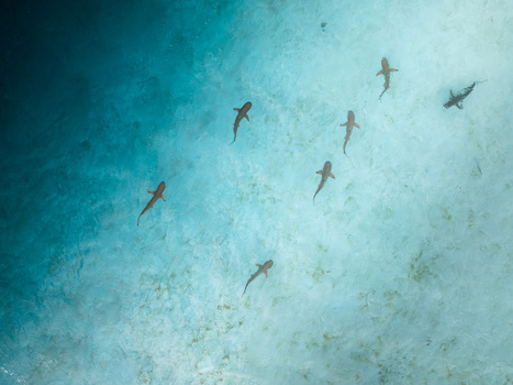 Aerial view of several sharks swimming in crystal clear turquoise water over a sandy seabed in Moorea Maiao Windward Islands French Polynesia. Aerial view of several sharks swimming in crystal clear turquoise water over a sandy seabed in Moorea Maiao Windward Islands French Polynesia.