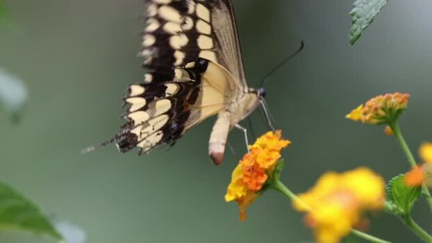 View of a swallowtail butterfly feeding on a flower France.