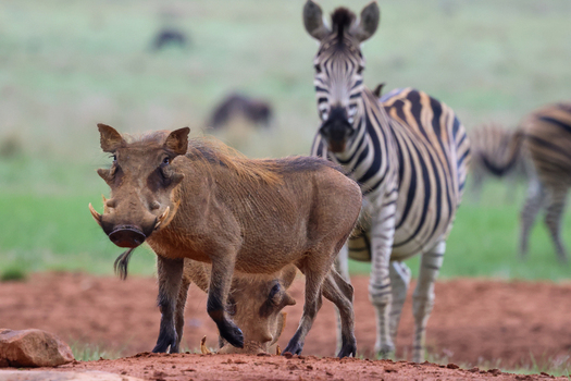 View of a bristly warthog with prominent tusks standing on rich red earth while a strikingly striped zebra gazes from the soft green background Kruger Park South Africa. View of a bristly warthog with prominent tusks standing on rich red earth while a strikingly striped zebra gazes from the soft green background Kruger Park South Africa.