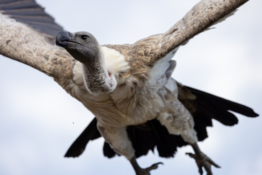 View of a majestic vulture in flight with its large wings spread wide against a bright overcast sky in Selestat Grand Est France.