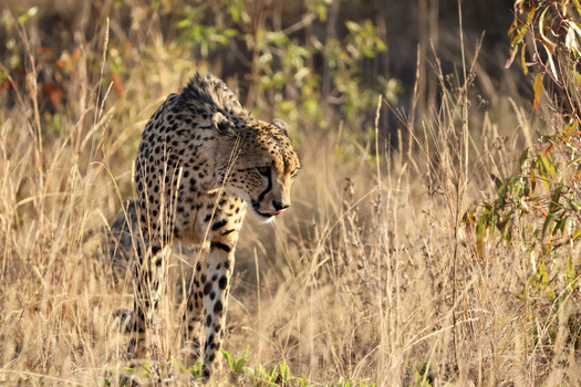View of a cheetah walking through tall dry grass in the savanna of Welgevonden Game Reserve Waterberg District Municipality Limpopo South Africa. View of a cheetah walking through tall dry grass in the savanna of Welgevonden Game Reserve Waterberg District Municipality Limpopo South Africa.