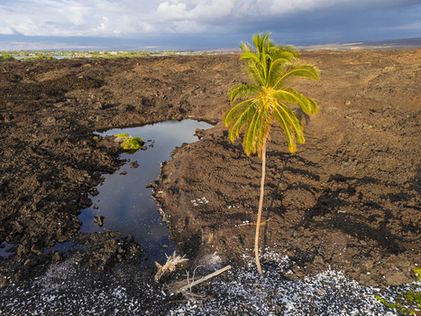 Aerial view of a lone palm tree standing by a small pool of water amidst a rugged volcanic lava field under a cloudy sky at Waikoloa Beach in Waikoloa Village Hawaii United States.