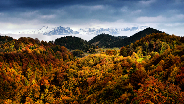 Aerial view of a vibrant autumn forest with dense colorful trees and distant snow capped mountain peaks under a dramatic cloudy sky in Bran Brasov Romania. Aerial view of a vibrant autumn forest with dense colorful trees and distant snow capped mountain peaks under a dramatic cloudy sky in Bran Brasov Romania.