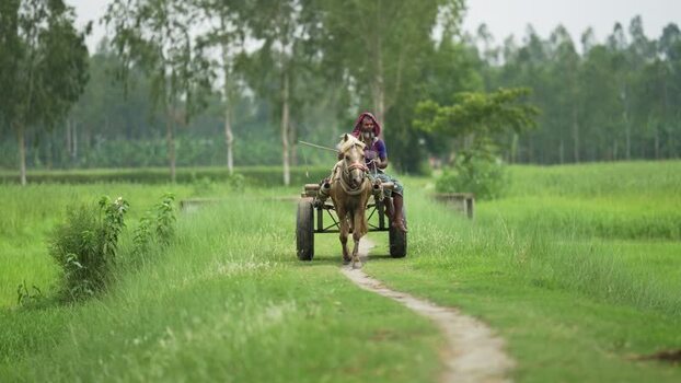 View of a man riding a horse cart through green fields Bangladesh. View of a man riding a horse cart through green fields Bangladesh.