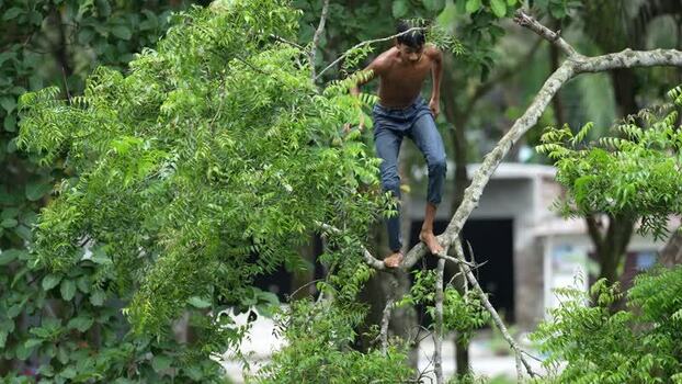 View of a boy climbing a tree in Bogura Bangladesh. View of a boy climbing a tree in Bogura Bangladesh.