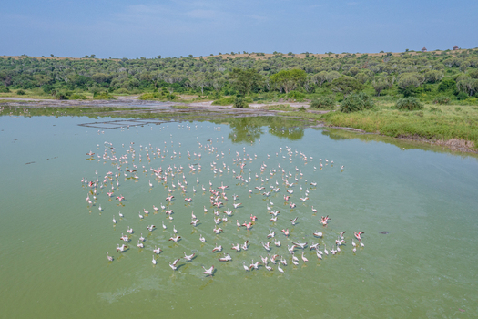 Aerial view of a flock of flamingos wading in the shallow green waters of Lake Munyanyange surrounded by lush vegetation and trees in Katwe Village Western Region Uganda. Aerial view of a flock of flamingos wading in the shallow green waters of Lake Munyanyange surrounded by lush vegetation and trees in Katwe Village Western Region Uganda.