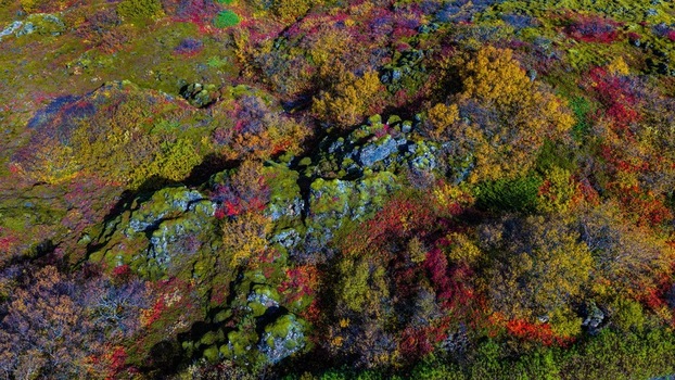 Aerial view of vibrant autumn colors covering a rugged lava field with moss covered volcanic rocks and colorful foliage in Iceland. Aerial view of vibrant autumn colors covering a rugged lava field with moss covered volcanic rocks and colorful foliage in Iceland.
