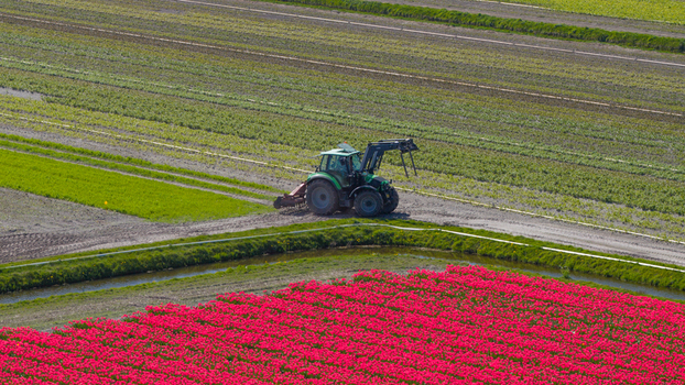 Aerial view of a green tractor working in agricultural fields next to vibrant pink tulip rows and irrigation canals in Heiloo North Holland Netherlands. Aerial view of a green tractor working in agricultural fields next to vibrant pink tulip rows and irrigation canals in Heiloo North Holland Netherlands.