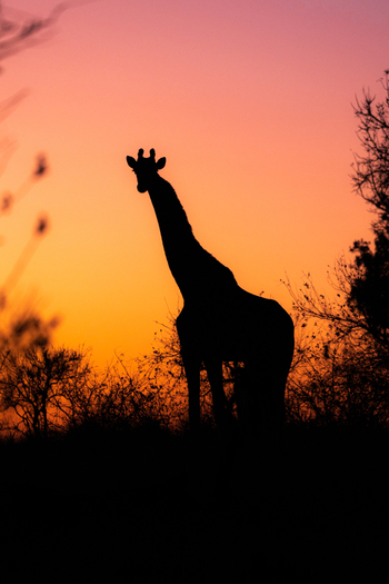 View of a giraffe silhouette standing in the bushveld under a vibrant sunset sky Kruger Park Mpumalanga South Africa. View of a giraffe silhouette standing in the bushveld under a vibrant sunset sky Kruger Park Mpumalanga South Africa.