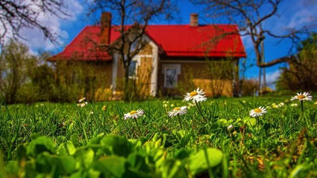 View of a house with a red roof in a field of daisies in Latvia.