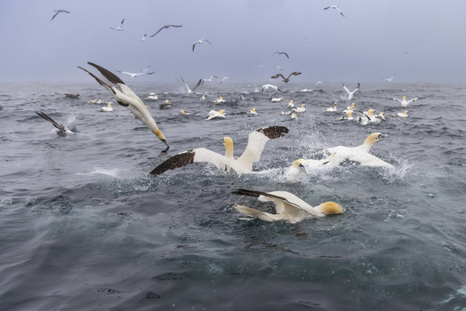 View of Northern Gannets diving into the sea to hunt for fish with splashing water and many birds flying above in Shetland Scotland United Kingdom. View of Northern Gannets diving into the sea to hunt for fish with splashing water and many birds flying above in Shetland Scotland United Kingdom.