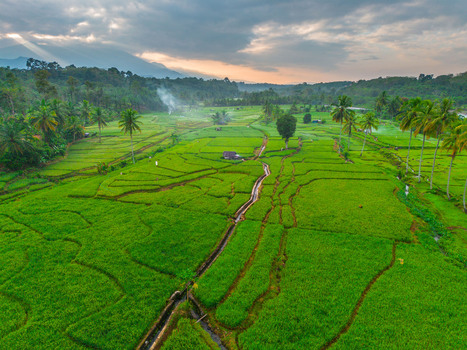 Aerial view of Taba Tembilang rice terraces with lush green paddies palm trees and irrigation channels under a soft sunset sky in Arga Makmur Bengkulu Indonesia. Aerial view of Taba Tembilang rice terraces with lush green paddies palm trees and irrigation channels under a soft sunset sky in Arga Makmur Bengkulu Indonesia.