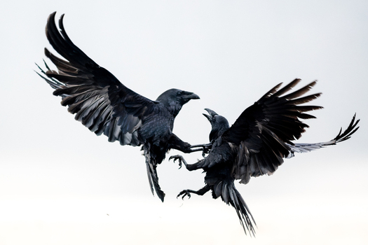 View of two black ravens fighting in mid air with wings spread wide against a bright sky in Debrzno Pomeranian Voivodeship Poland. View of two black ravens fighting in mid air with wings spread wide against a bright sky in Debrzno Pomeranian Voivodeship Poland.