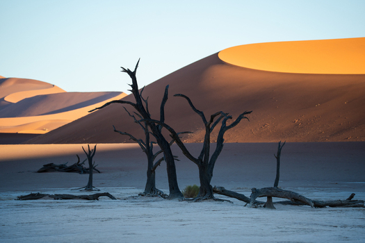 View of the parched earth and skeletal trees reaching towards the sky contrasted against the golden dunes in Sossusvlei Hardap Region Namibia. View of the parched earth and skeletal trees reaching towards the sky contrasted against the golden dunes in Sossusvlei Hardap Region Namibia.