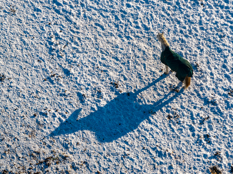 Aerial view of a horse wearing a green blanket standing on a snow covered field with a long shadow cast on the ground Lithuania.