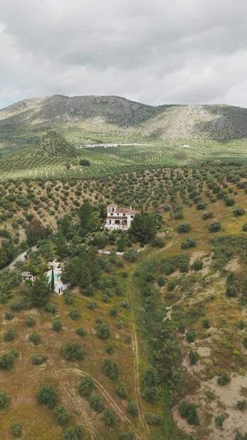 Aerial view of a white villa among olive groves Spain.