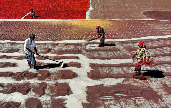 Bogura Bangladesh 27 January 2017 View of workers spreading and drying red chili peppers on the ground under the bright sun in Bogura. Bogura Bangladesh 27 January 2017 View of workers spreading and drying red chili peppers on the ground under the bright sun in Bogura.