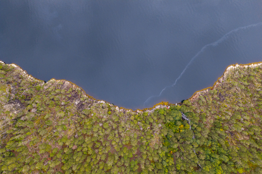 Aerial view of a dense pine forest meeting the dark waters of a fjord showcasing the rugged coastline and natural landscape in Liabygda More og Romsdal Norway.