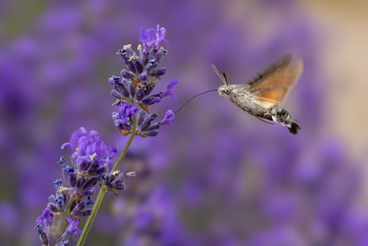 View of a hummingbird hawk moth hovering while feeding on vibrant purple lavender flowers in a garden Wittenheim Grand Est France.