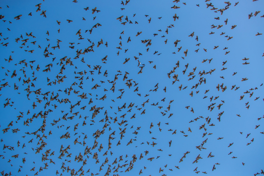 View of a large flock of birds flying across a clear blue sky in Skardu Gilgit Pakistan. View of a large flock of birds flying across a clear blue sky in Skardu Gilgit Pakistan.
