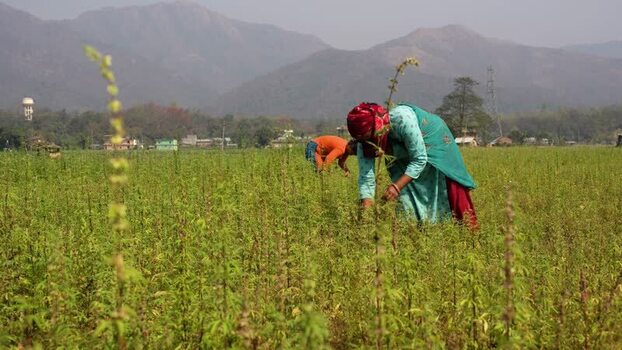 View of women working in a field with mountains Nepal. View of women working in a field with mountains Nepal.