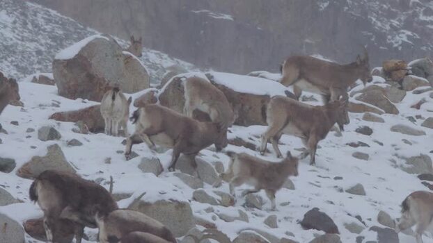 View of mountain goats in Khunjerab National Park Pakistan. View of mountain goats in Khunjerab National Park Pakistan.