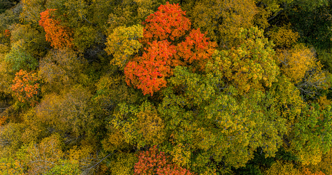 Aerial view of a dense forest canopy displaying vibrant autumn colors with shades of orange yellow and green foliage in Sigulda Sigulda Municipality Latvia. Aerial view of a dense forest canopy displaying vibrant autumn colors with shades of orange yellow and green foliage in Sigulda Sigulda Municipality Latvia.