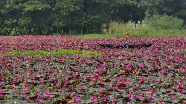 View of a person in a boat on a water lily pond Bangladesh. View of a person in a boat on a water lily pond Bangladesh.