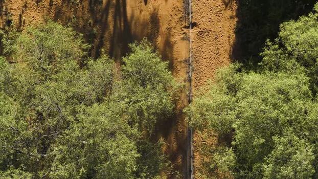 Aerial view of a cheetah in the bush South Africa.