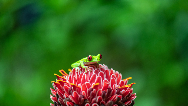 View of a vibrant red eyed tree frog perched on a blooming torch ginger flower against a soft green tropical background in Puerto Jimenez Puntarenas Province Costa Rica.