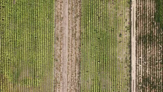 Aerial view of agricultural fields in Talayuela Spain. Aerial view of agricultural fields in Talayuela Spain.