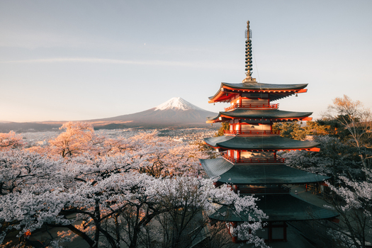 View of the vibrant red Chureito Pagoda standing tall amidst a sea of delicate cherry blossoms with the majestic Mount Fuji in the backdrop Fujiyoshida Japan.