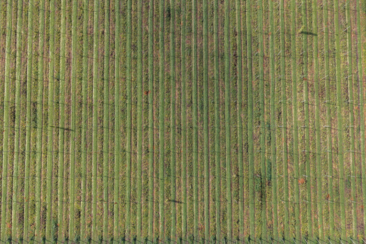 Aerial view of a hop farm with lush green rows of hop plants growing on trellises in Woodburn Oregon United States. Aerial view of a hop farm with lush green rows of hop plants growing on trellises in Woodburn Oregon United States.