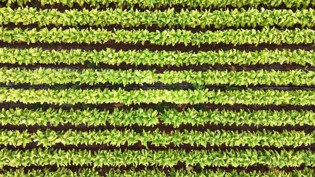 Aerial view of rows of green crops in Talayuela Spain. Aerial view of rows of green crops in Talayuela Spain.