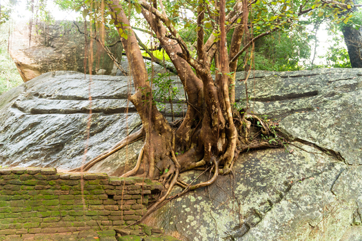View of ancient tree roots growing over large boulders next to a mossy brick wall in a lush jungle setting at Sigiriya Central Province Sri Lanka. View of ancient tree roots growing over large boulders next to a mossy brick wall in a lush jungle setting at Sigiriya Central Province Sri Lanka.