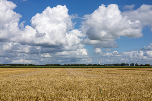 View of a golden wheat field under a vast blue sky with fluffy white clouds and a distant wind turbine in Kraggenburg Flevoland Netherlands. View of a golden wheat field under a vast blue sky with fluffy white clouds and a distant wind turbine in Kraggenburg Flevoland Netherlands.