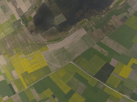 Aerial view of agricultural fields with yellow mustard crops and green vegetation divided by dirt paths and irrigation ponds in rural Kushtia Khulna Division Bangladesh. Aerial view of agricultural fields with yellow mustard crops and green vegetation divided by dirt paths and irrigation ponds in rural Kushtia Khulna Division Bangladesh.