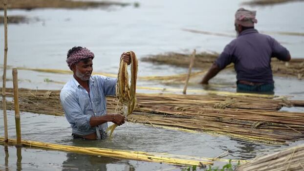 View of men washing and processing jute fibers in water Bangladesh.