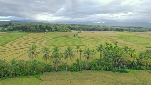 Aerial view of terraced rice fields and palm trees Indonesia.