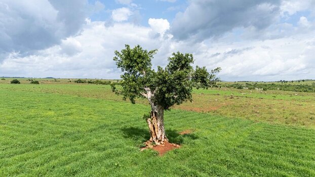 Aerial view of a lone tree standing tall against a backdrop of verdant fields under a vast cloud strewn sky Riyom Plateau Nigeria. Aerial view of a lone tree standing tall against a backdrop of verdant fields under a vast cloud strewn sky Riyom Plateau Nigeria.