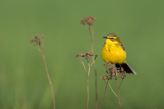 View of a yellow wagtail perched on a dried plant stalk against a soft green background in Debrzno Pomeranian Voivodeship Poland.