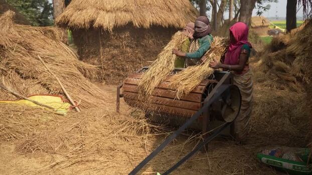 View of women using a mechanical thresher in a rural village India.