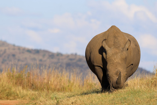 View of a large rhinoceros grazing in the dry grass of the savanna with rolling hills under a clear sky in Waterberg District Municipality Limpopo South Africa. View of a large rhinoceros grazing in the dry grass of the savanna with rolling hills under a clear sky in Waterberg District Municipality Limpopo South Africa.