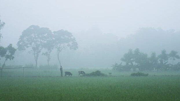 View of a farmer with cows in a foggy field in Bogura Bangladesh. View of a farmer with cows in a foggy field in Bogura Bangladesh.
