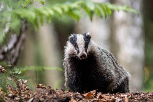 View of a European badger standing in a forest with green ferns and fallen leaves Debrzno Pomeranian Voivodeship Poland.