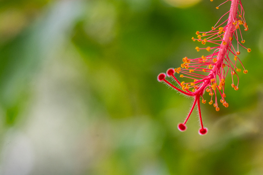 View of a vibrant red hibiscus flower stamen with delicate pollen covered filaments against a soft green background in Costa Rica.