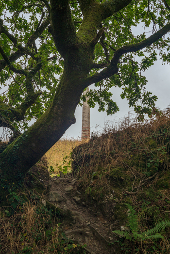 View of the historic Bodmin Beacon monument framed by a mossy tree and a dirt path in Bodmin Cornwall United Kingdom. View of the historic Bodmin Beacon monument framed by a mossy tree and a dirt path in Bodmin Cornwall United Kingdom.